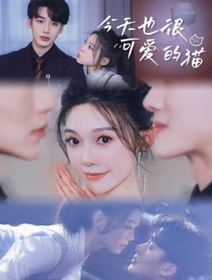 今天也很可爱的猫