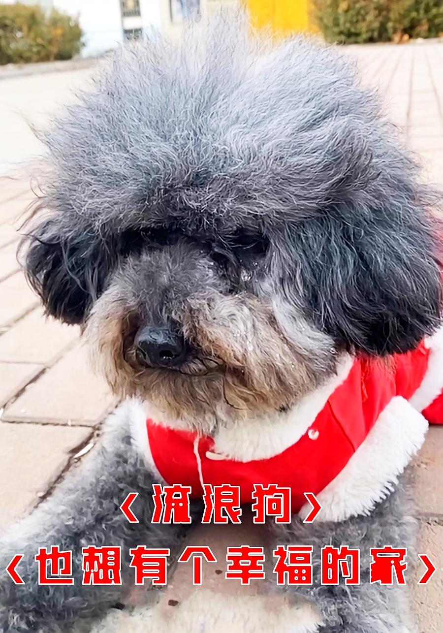 流浪狗也想有个幸福的家