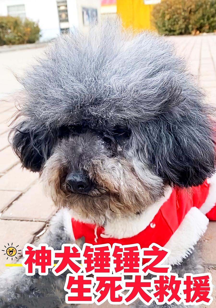 神犬锤锤之生死大救援
