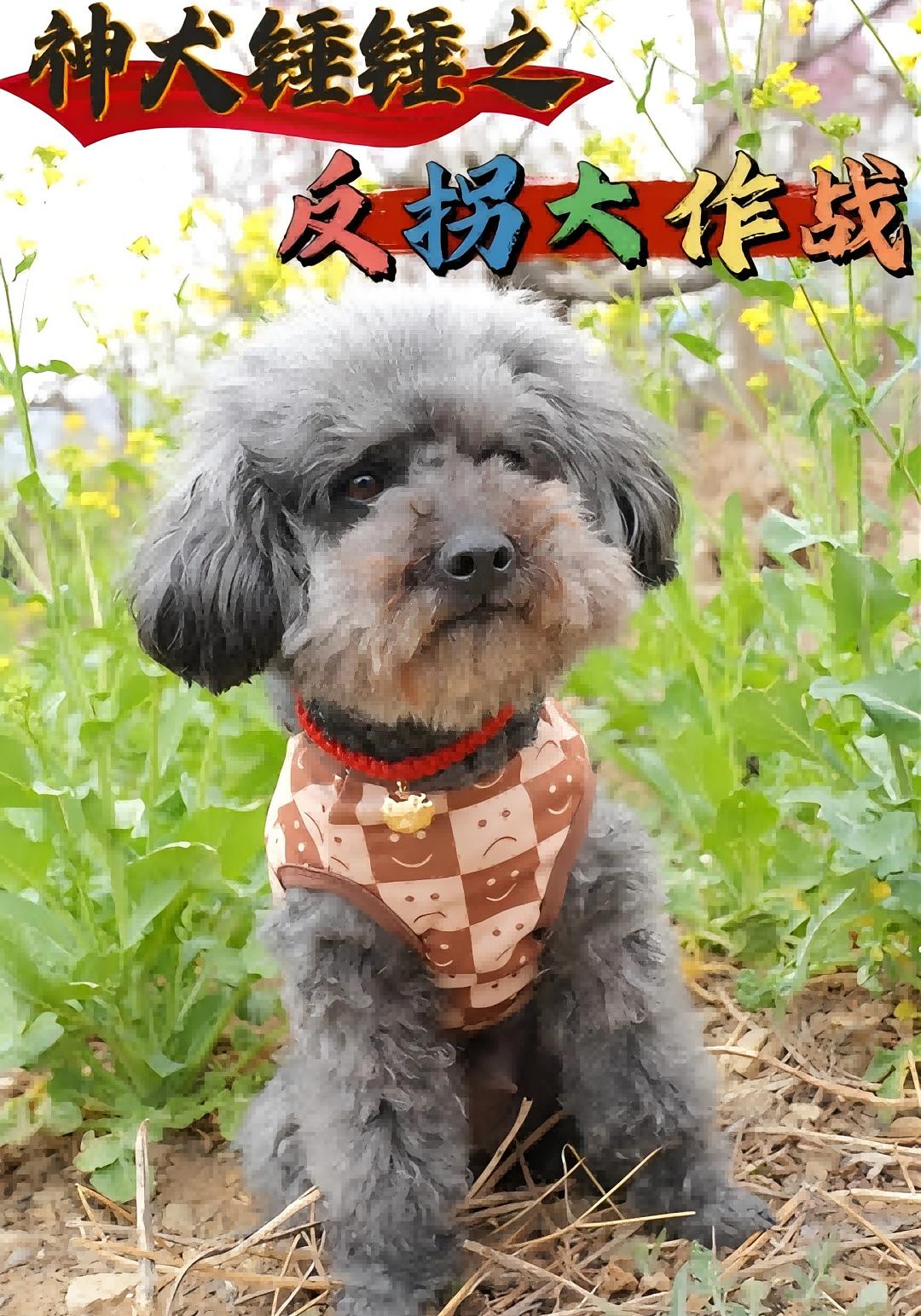 神犬锤锤之反拐大作战