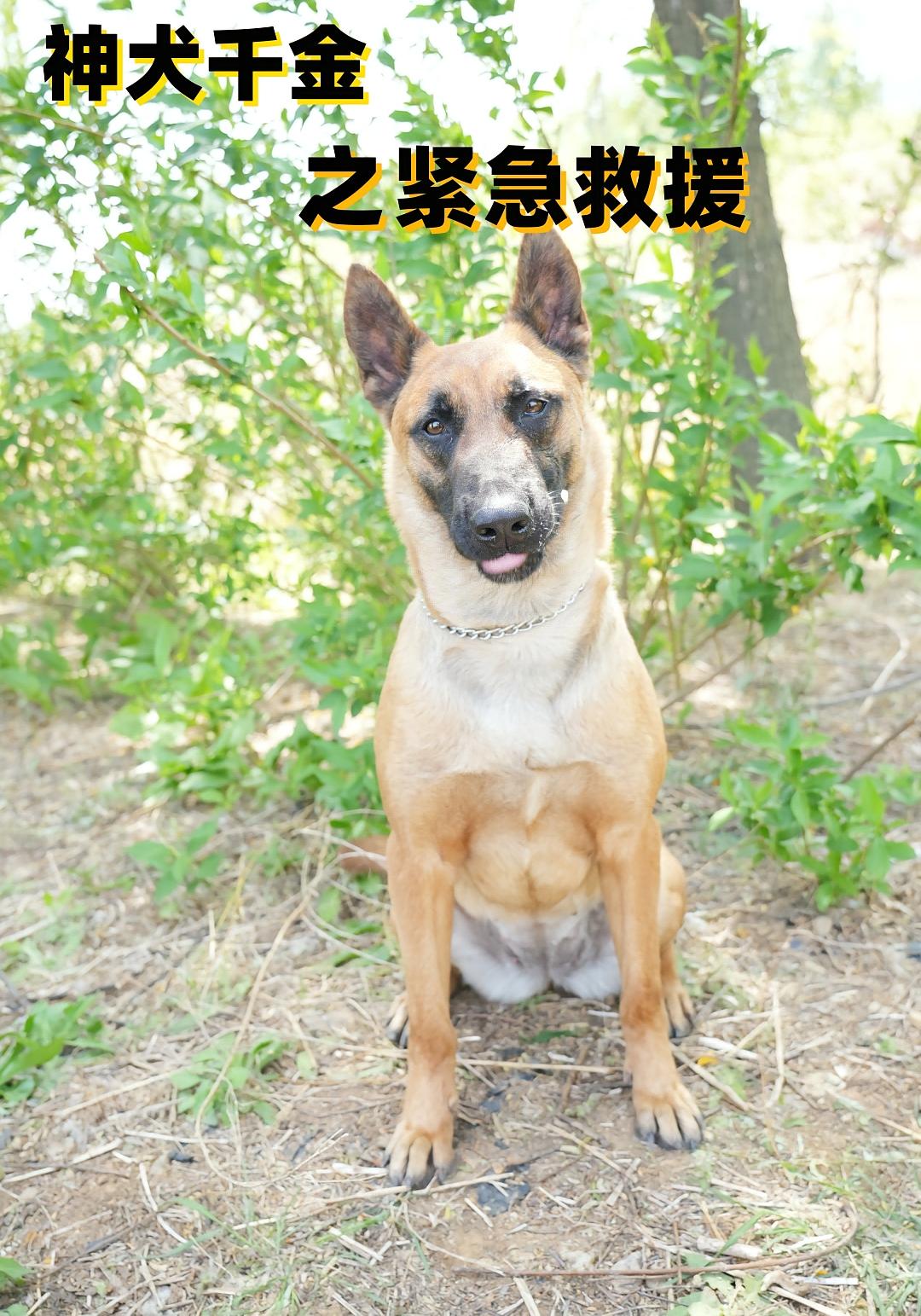 神犬千金之紧急援救