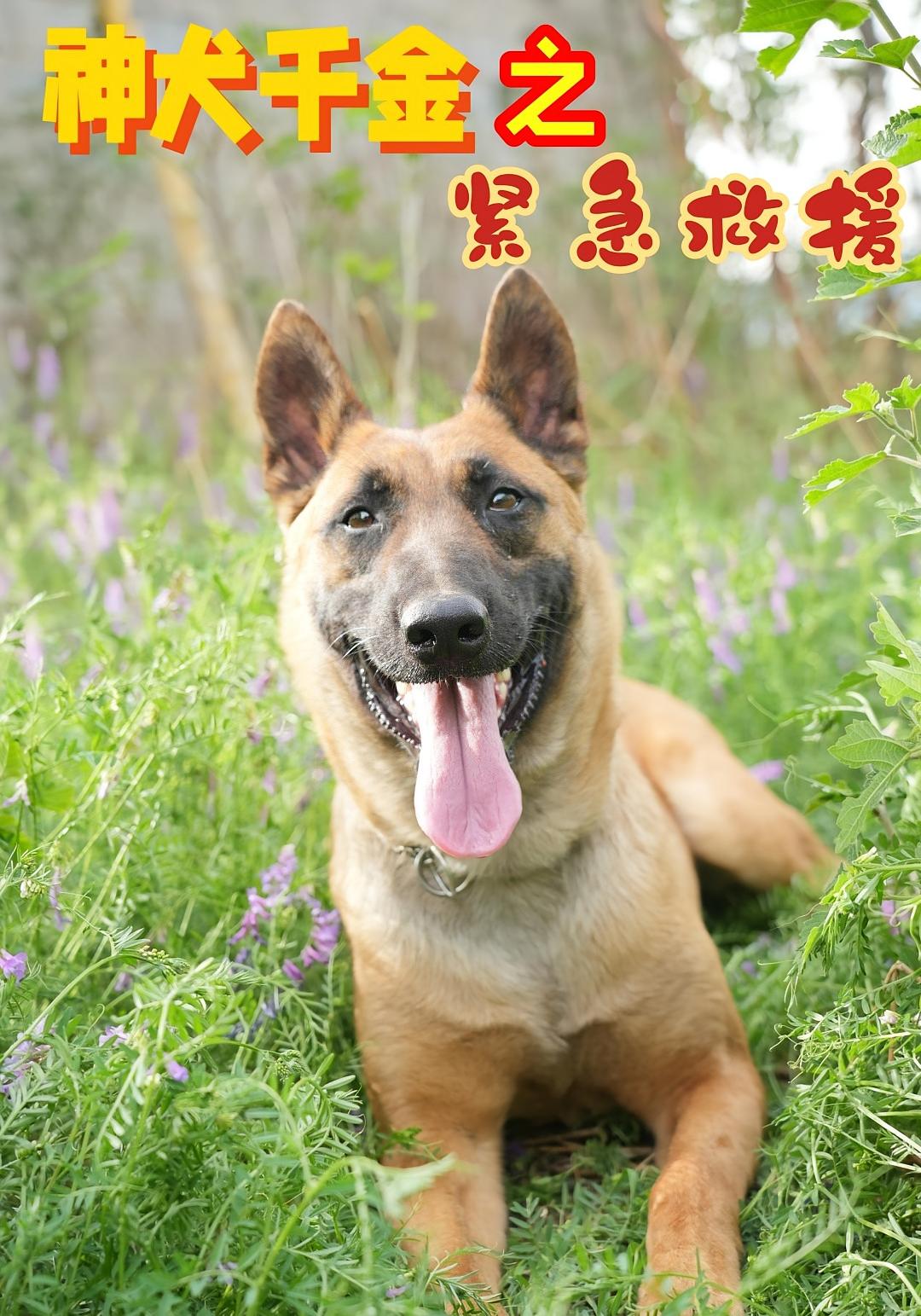 神犬千金之紧急救援
