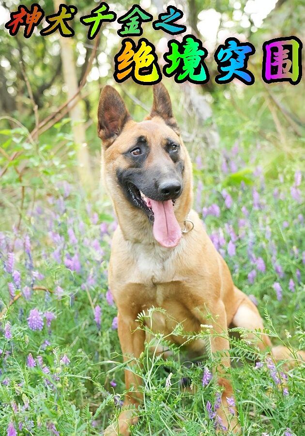 神犬千金之绝境突围