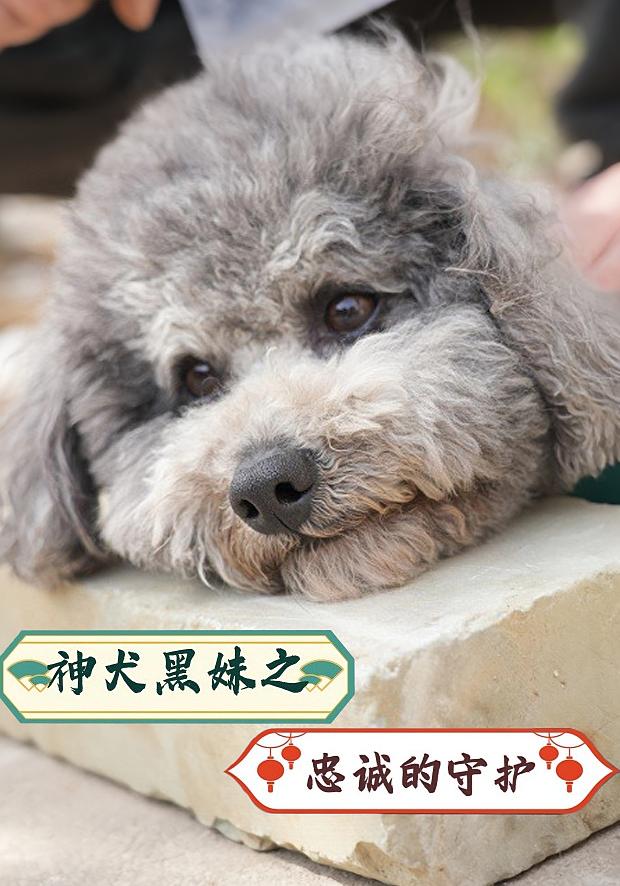 神犬黑妹之忠诚的守护