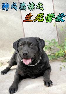 神犬黑妹之生死营救