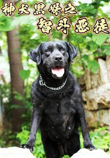 神犬黑妹之智斗恶徒