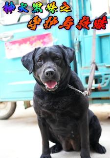 神犬黑妹之守护与救赎