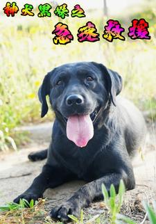 神犬黑妹之急速救援