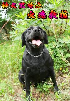 神犬黑妹之火速救援