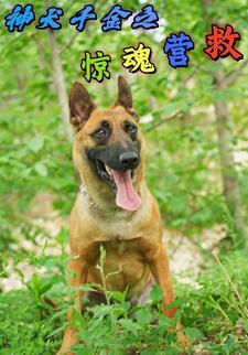 神犬千金之惊魂营救