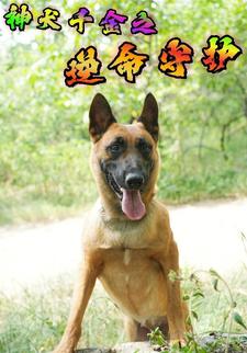 神犬千金之逆命守护