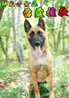 神犬千金之雷霆援救