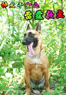 神犬千金之雷霆救主