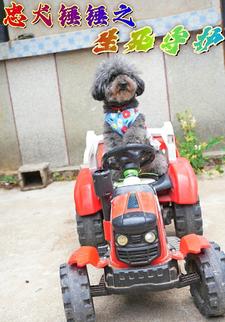 忠犬锤锤之生死守护