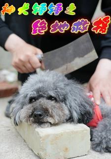 神犬锤锤之绝地救援