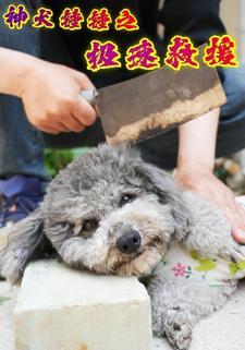 神犬锤锤之极速救援
