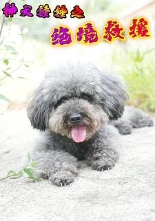 神犬锤锤之绝境救援