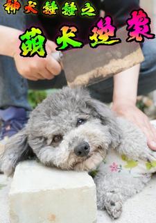 神犬锤锤之萌犬逆袭