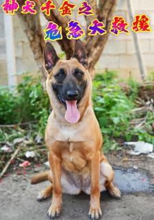 神犬千金之危急大救援