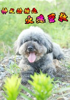 神犬锤锤之火速营救