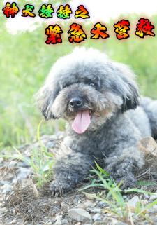 神犬锤锤之紧急大营救