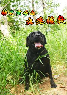 神犬黑妹之火速援救