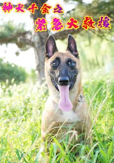 神犬千金之紧急大救援