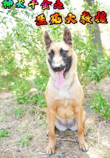 神犬千金之危机大营救