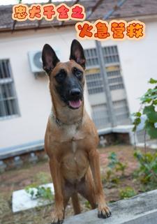 忠犬千金之火急营救