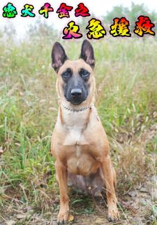 忠犬千金之火急援救