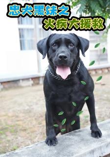 忠犬黑妹之火疾大援救