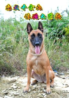 忠犬千金之惊魂大营救