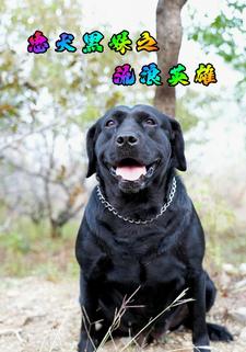 忠犬黑妹之流浪英雄