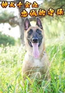 神犬千金之忠诚的守候