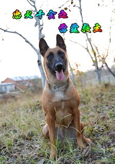 忠犬千金之雷霆救主