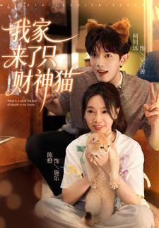 我家来了只财神猫