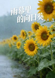 雨幕里的向日葵