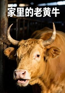 家里的老黄牛